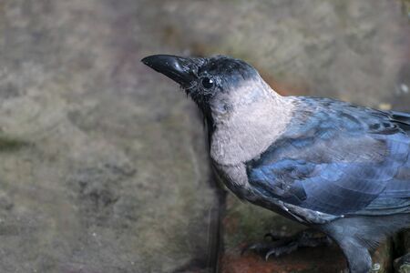 Close-up portrait of a raven bird isolated on blurred background. Young Carrion Crow, Corvus corone against a blurred backgroundの写真素材