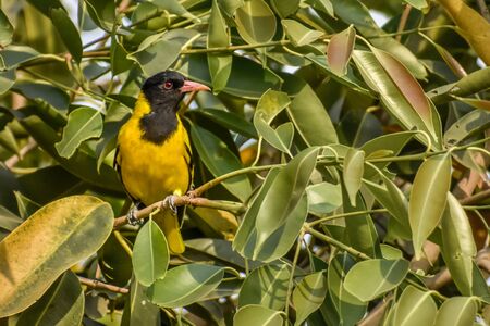 Portrait of a Black-headed oriole or Oriolus larvatus bird, Family: Oriolidae, Species: O. larvatus sitting on a blackberry treeの写真素材
