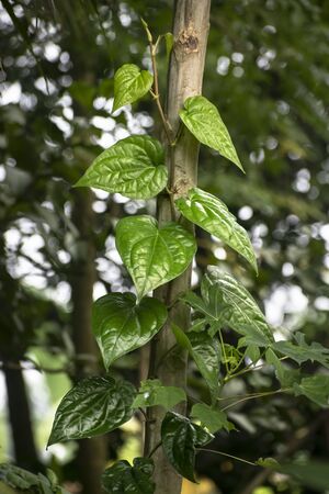 Image of the betel or Piper betle plant. It's a vine belonging to the Piperaceae family and also known as Paanの写真素材