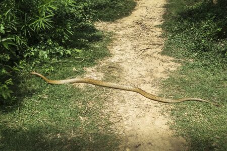 Indian rat snake also known as dhaman is a common species of colubrid snake found in parts of Asia and Indian subcontinent. Dhamans are very large,non-venomous,harmless to humans and fast-moving snake,frequently found in urban areas where rodents thrive.の写真素材