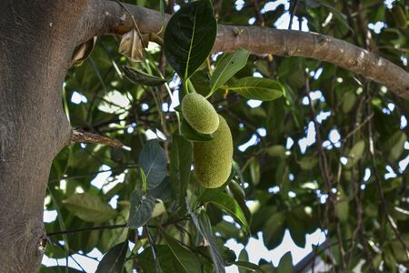 Jack fruit tree, Beautiful nature of a villagesの写真素材