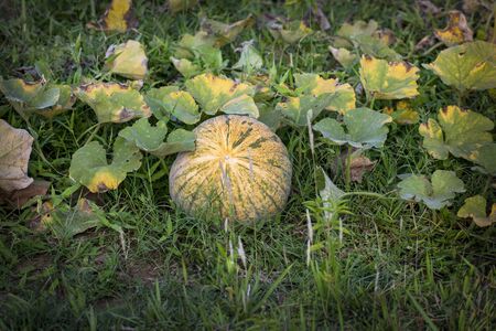 Pumpkin, the plant of the ground family that produces the pumpkin, having tendrils and large lobed leaves and native to warm regions of North Americaの写真素材