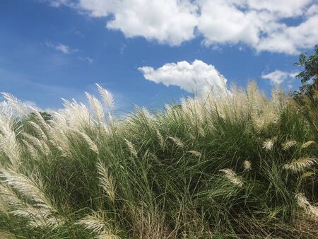 Beautiful white wild sugarcane Kash or Kans grass in India West Bengal beside agricultural farmland field in Durga puja festival time with blue sky weedの写真素材