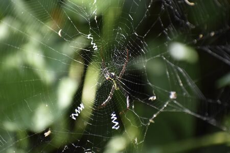 Image of a spider web, spider's web, or cobweb. Spider webs have existed for at least 100 million...