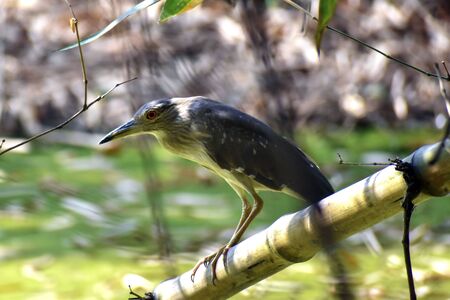 The striated heron (Butorides striata) also known as mangrove heron, little heron or green-backed heron, is a small heron, about 44 cm tall. Striated herons are mostly non-migratory. Family: Ardeidae, Genus: Butoridesの写真素材
