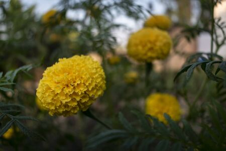 Image of yellow and orange marigold flowers (tagetes) in bloom. Focus on foregroundの写真素材