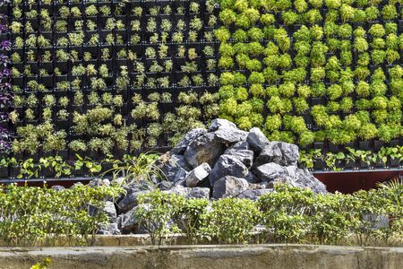 Natural and well decorated wall designed by plant, flower and rocky foregroundの写真素材