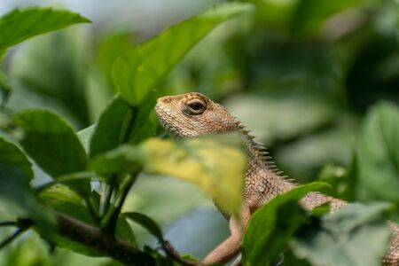 A chameleon (family: chameleonidi) sits on a small branch of a tree looking for food. Chameleons or...