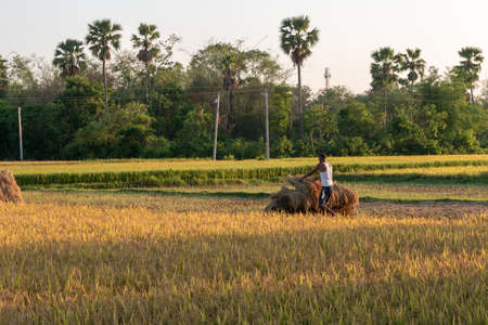 Burdwan, West Bengal, India - May 07, 2020; A poor farmer is gathering ripe paddy from agricultural land and the golden light of the afternoon fallen on the vast paddy field creates a wonderful viewのeditorial素材