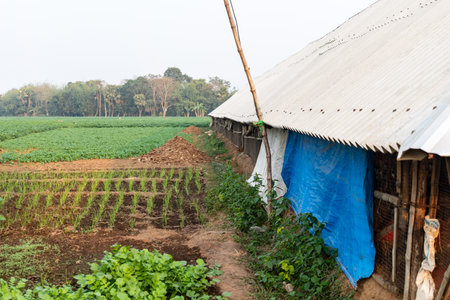 Picture of a poultry farm in the middle of vast agricultural land where a few thousand chickens are growing with careの写真素材