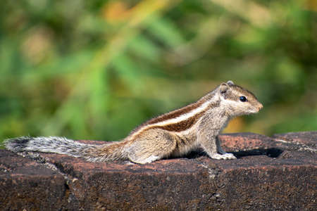 A beautiful Indian palm squirrel is perched on the wall, also known as Funambulus palmarum. Selective focus.の写真素材