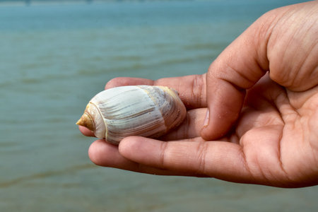 Photo of a hand-held Olive snail against a backdrop of seawater, also known as olive shells and...