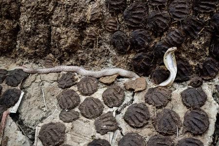 The image shows a cobra with its hood expanded in a defensive posture against an earthy background of cow dung cakes. Its raised head and sharp gaze stand out prominently, also known as the Naja Naja, spectacled cobra, Asian cobra, or binocellate cobra.の写真素材