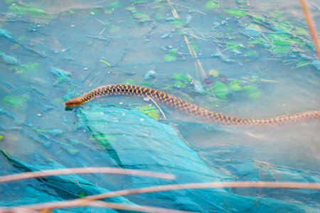 A photo of Trimerodytes percarinatus, commonly known as the eastern water snake, olive keelback, olive annulate keelback, or Chinese keelback, is a species in the subfamily Natriciの写真素材