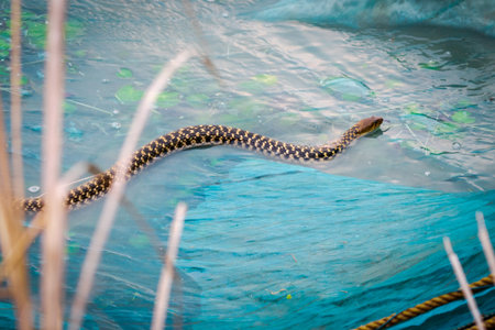 A photo of Trimerodytes percarinatus, commonly known as the eastern water snake, olive keelback, olive annulate keelback, or Chinese keelback, is a species in the subfamily Natriciの写真素材