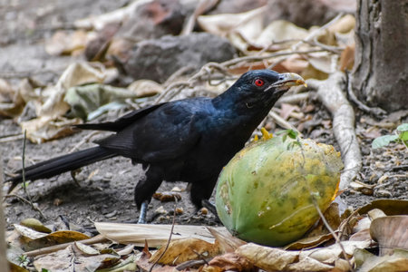 An Asian Koel, a striking black Cuckoo bird with glossy feathers and red eyes, scientific name Eudynamys scolopaceus, beside a partially eaten fruit on the forest floor. Surrounded by dry leaves.の写真素材