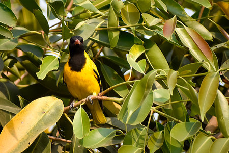 A Black-hooded Oriole, a yellow bird, perches on a branch amidst lush green foliage. This striking bird belongs to the family passerine birds and is scientifically known as Oriolus xanthornus.の写真素材