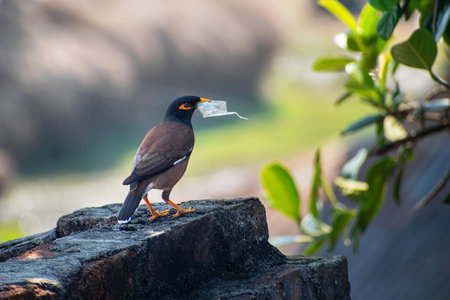 The image depicts a common myna (Acridotheres tristis) clutching a piece of plastic in its beak, a stark reminder that wildlife is in danger due to plastic pollution.の写真素材