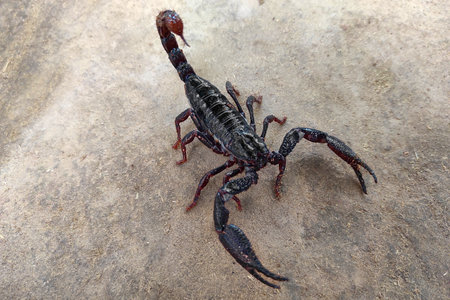 The image shows a large, glossy black, Asian Forest Scorpion, (Heterometrus spp.), on a dry, earthy surface. It has powerful pincers and a raised, venomous, painful, stinger in a defensive posture.の写真素材