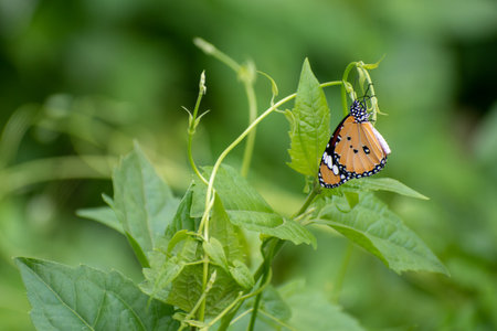 A butterfly is hanging on the green shrub. Selective focus on the butterfly and shrubの写真素材