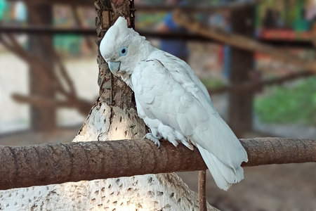 A White Cockatoo (Cacatua alba), or Umbrella Cockatoo, perched on a dry tree branch. Native to Indonesias Maluku Islands, this social bird is known for its stunning white feathers, blue eyes, and playful personality.の写真素材