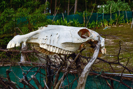 A weathered horse skull lies upon a tangle of branches in a quiet corner of nature, creating a rustic charm against the lush green backdropâa haunting yet beautiful reminder of lifeâs cycle.の写真素材