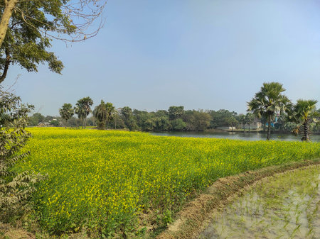 A vibrant yellow mustard field in full bloom contrasts beautifully with a countryside backdrop, the bright flowers and soft natural light framed by lush greenery creating a peaceful winter landscape.の写真素材