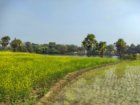 A vibrant yellow mustard field in full bloom contrasts beautifully with a countryside backdrop, the bright flowers and soft natural light framed by lush greenery creating a peaceful winter landscape.の写真素材