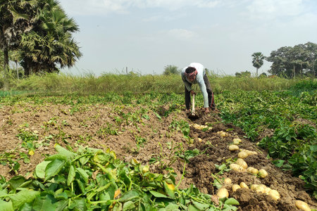 A rural farmer harvesting fresh potatoes from an agricultural field using traditional tools. The image shows sustainable farming practices, manual labour, and food production in the countryside.の写真素材
