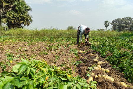 A rural farmer harvesting fresh potatoes from an agricultural field using traditional tools. The image shows sustainable farming practices, manual labour, and food production in the countryside.の写真素材