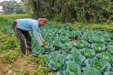 A rural farmer harvesting fresh cabbage in an organic vegetable field. The image shows sustainable...
