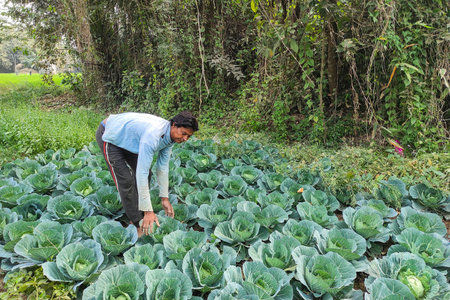 A rural farmer harvesting fresh cabbage in an organic vegetable field. The image shows sustainable farming practices, fresh produce, manual labour, food production and agribusiness in the countryside.の写真素材