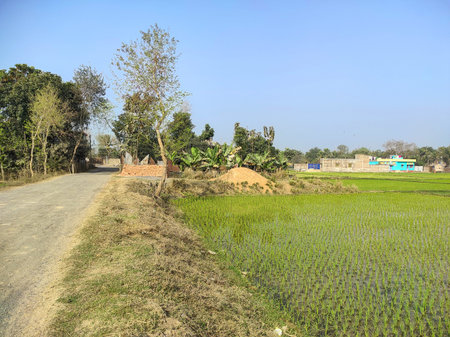 Spectacular view of lush green rice fields in a rural Indian village with traditional houses. Peaceful countryside landscape showcasing agriculture, farming, rural life, and natural environment.の写真素材