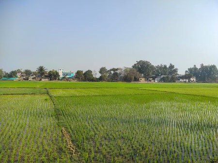 Spectacular view of lush green rice fields in a rural village with traditional houses. Peaceful countryside landscape showcasing agriculture, farming, rural life, and natural environment.の写真素材