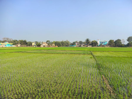 Spectacular view of lush green rice fields in a rural Indian village with traditional houses. Peaceful countryside landscape showcasing agriculture, farming, rural life, and natural environment.の写真素材