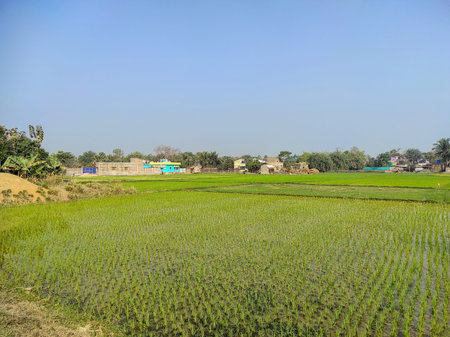 Spectacular view of lush green rice fields in a rural Indian village with traditional houses. Peaceful countryside landscape showcasing agriculture, farming, rural life, and natural environment.の写真素材