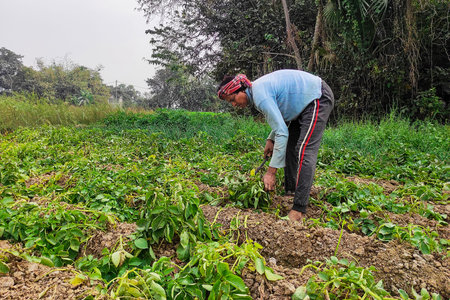 A rural farmer harvesting potato plants manually in a green agricultural field in India, using a simple hand tool to mow crops, illustrating manual labour and food production in the countryside.の写真素材