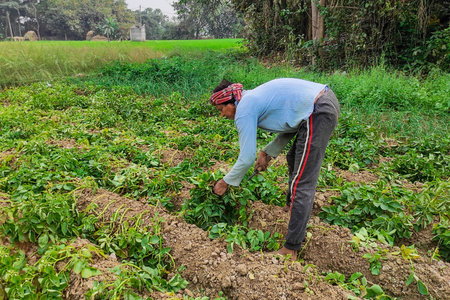 A rural farmer harvesting potato plants manually in a green agricultural field in India, using a simple hand tool to mow crops, illustrating manual labour and food production in the countryside.の写真素材