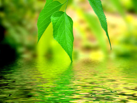 beautiful leaves with a water reflectionの写真素材