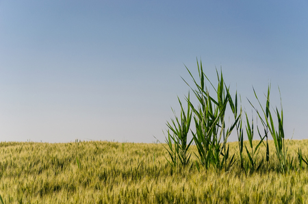 Wheat field in springの写真素材