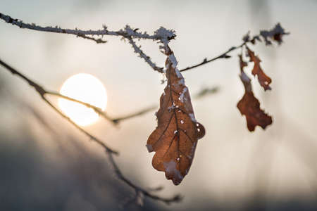 Frozen winter leaves at sunsetの写真素材