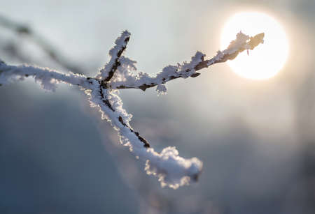 Branch covered with frost at winter sunsetの写真素材