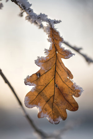 Winter leaf covered with frost