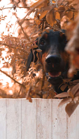 doberman pinscher looking over a white fence in a garden of dried plants and leaves during daytimeの写真素材