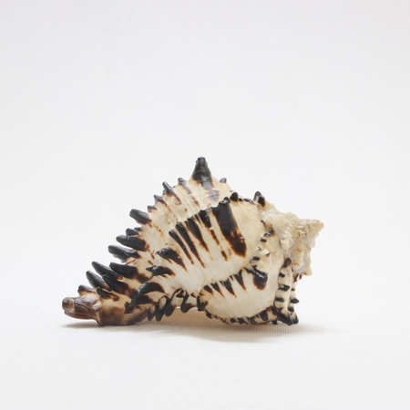 large beautiful majestic spiky conch sea shell isolated in a white background