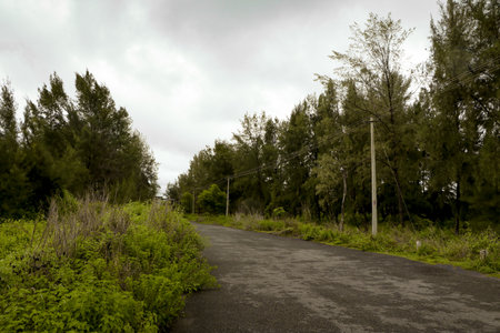 lonely road through the deserted green forest in nature reserveの写真素材
