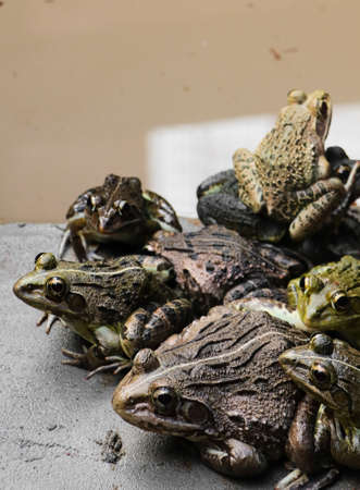 group of green and brown skinned toads and frogs resting on top of and close to each other near a...