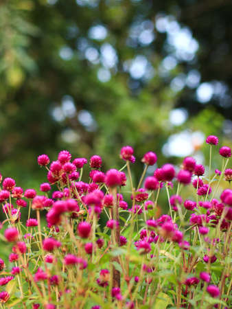 vertical shot of a group of tiny, pink flowers in the garden during a bright and sunny summer...