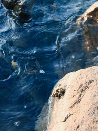 vertical shot of water waves gently hitting on the rocks in which a sea crab with shell is spotted...
