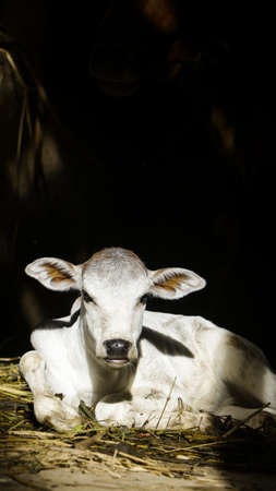 a sun-kissed photo of a white newborn cow calf sitting with its ears wide in the cowshed in a cattle farmの写真素材
